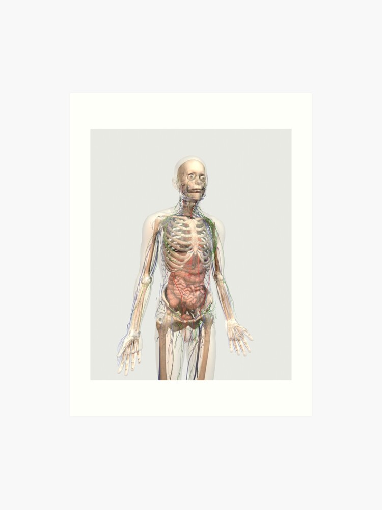 Human Anatomy Chart Organs