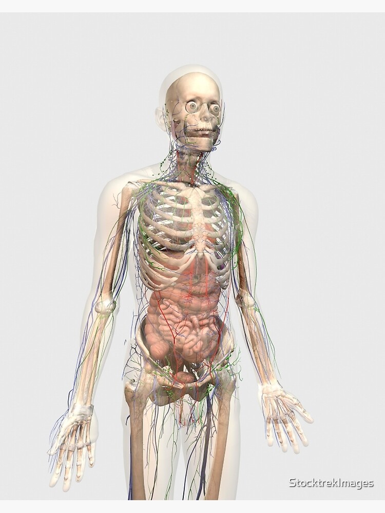 Der Menschliche Korper Mit Inneren Organen Lymphsystem Und Kreislaufsystem Galeriedruck Von Stocktrekimages Redbubble