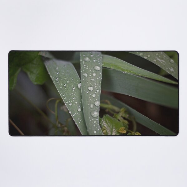 Item preview, Iris leaves with rain droplets, Greenery, Foliage  designed and sold by MixinMadness.