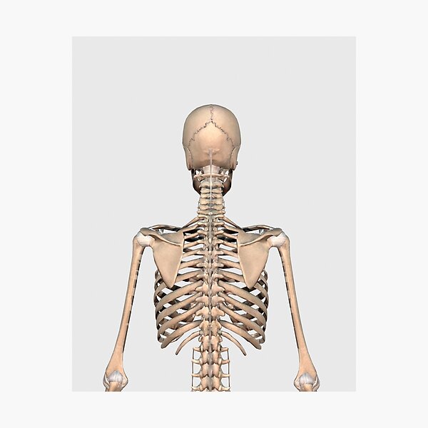 Shoulder Anatomy Sketch Scapula And Humerus Bone Stock Illustration -  Download Image Now - Shoulder, Anatomy, Human Skeleton - iStock