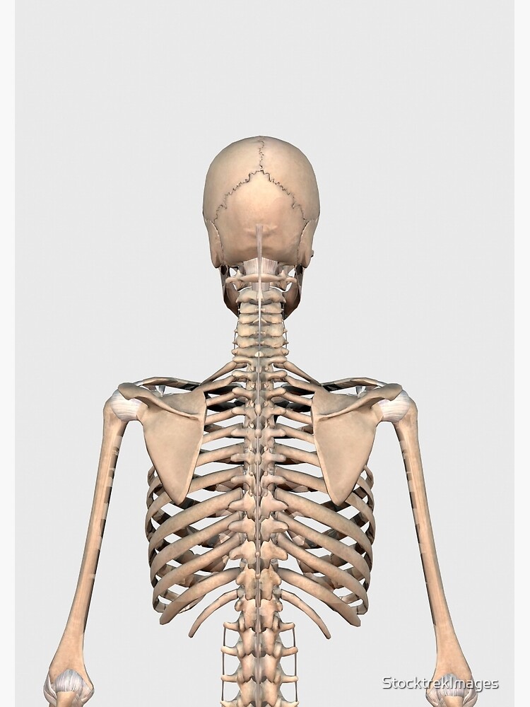 "Rear view of human skeletal system showing upper back." Spiral