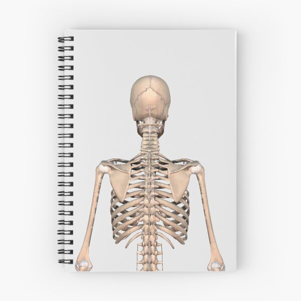 Item preview, Rear view of human skeletal system showing upper back. designed and sold by StocktrekImages.