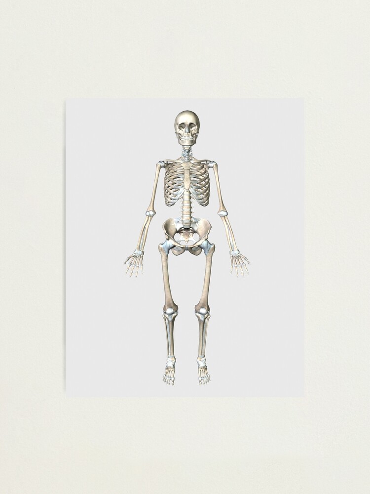Human Bones and Muscles - Front, an art print by Ana Marin - INPRNT