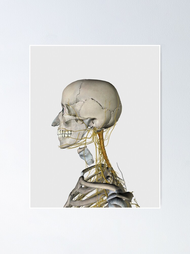 Medical illustration showing thyroid cartilage and nerves around neck and  head area. | Poster