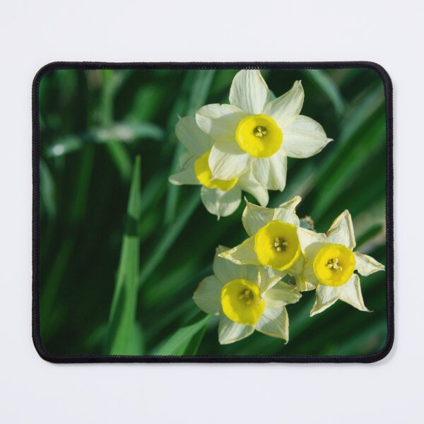 Item preview, Aesthetic Daffodil flowers | Early spring closeup designed and sold by CarolinaReina.