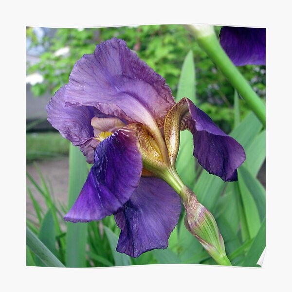 Póster «Flor de iris púrpura 6» de JaedaDeWalt | Redbubble