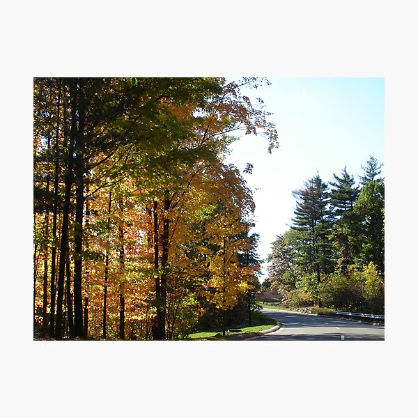 Autumn Trees Photographic Print