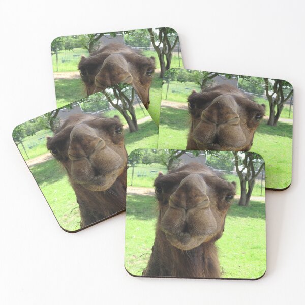 Item preview, Candid Camel Ship of the Desert Wisconsin Funny designed and sold by BGGretchen.