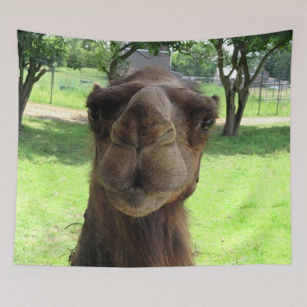 Item preview, Candid Camel Ship of the Desert Wisconsin Funny designed and sold by BGGretchen.