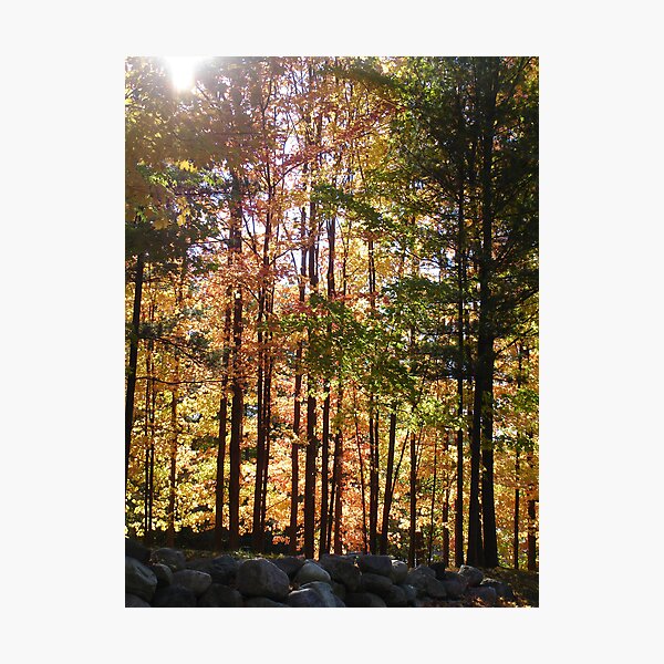 Autumn Drive in Michigan Photographic Print