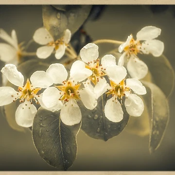 Artwork thumbnail, Springtime by cinema4design