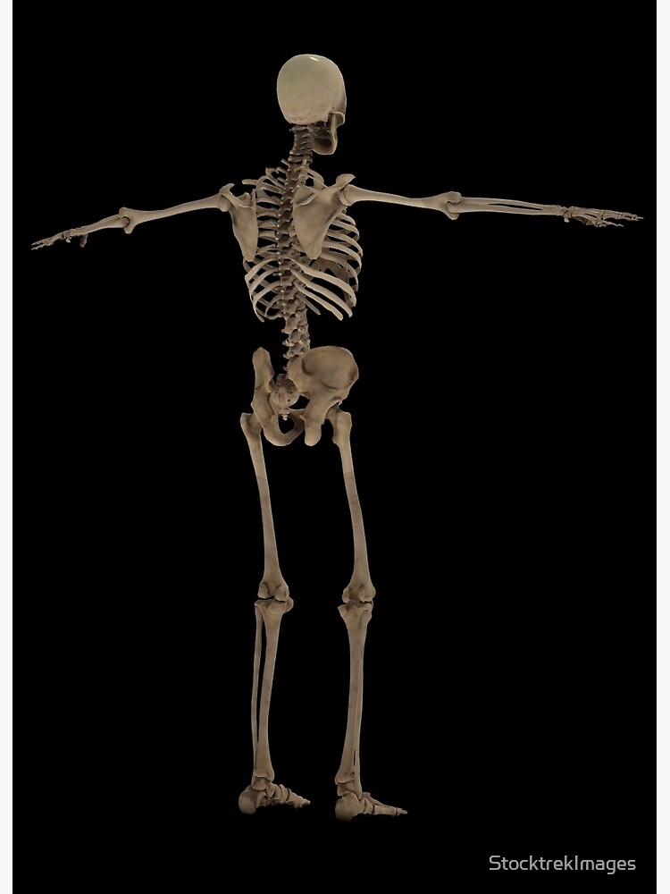 Ilustración de Esqueleto Humano Vista Frontal Y Trasera