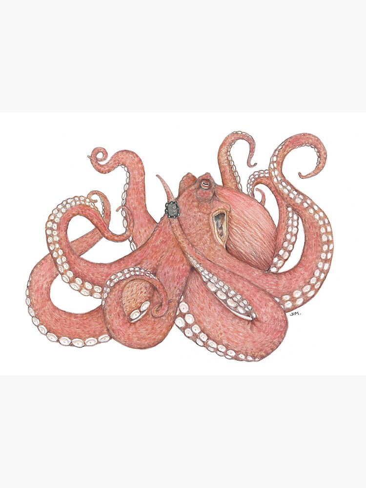 "Octopus Wearing a Dive Computer" Poster by JimsBirds Redbubble