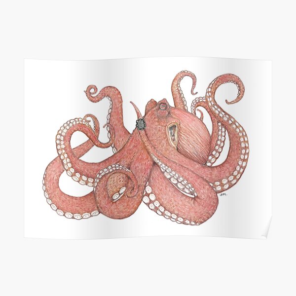 "Octopus Wearing a Dive Computer" Poster by JimsBirds Redbubble