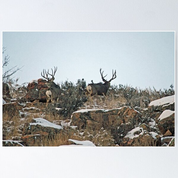 Mule Deer Buck Poster