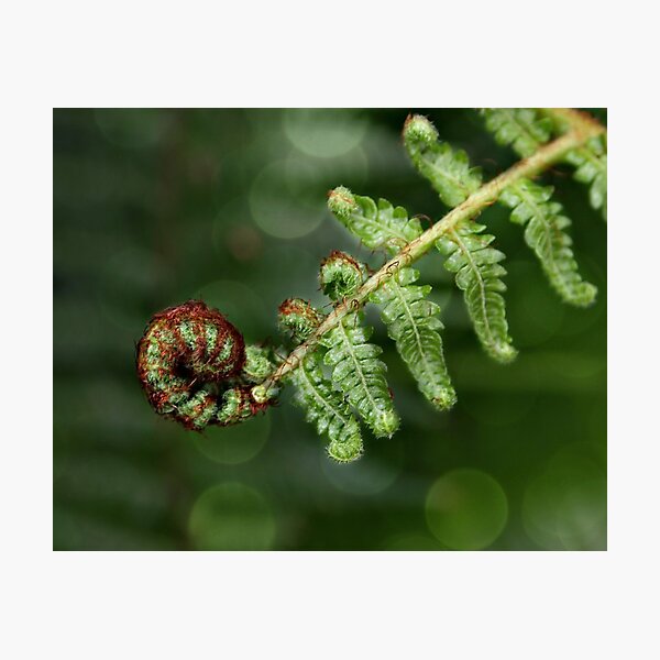 Item preview, Bokeh Fern designed and sold by OftheStar.