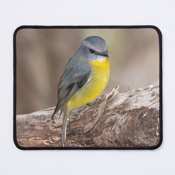 Item preview, Eastern Yellow Robin designed and sold by David  Hibberd.