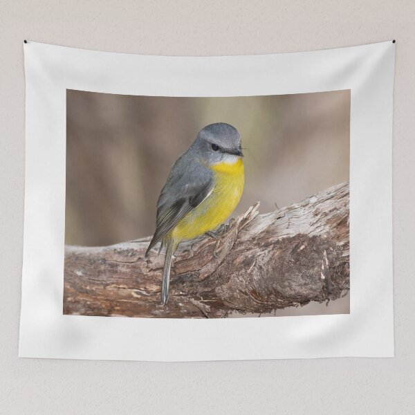 Item preview, Eastern Yellow Robin designed and sold by David  Hibberd.