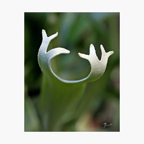 Item preview, Staghorn Fern designed and sold by OftheStar.