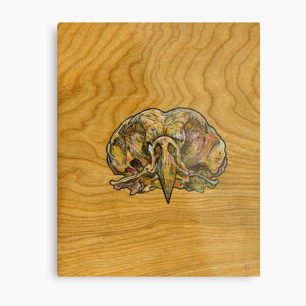 Barred Owl Skull Metal Print