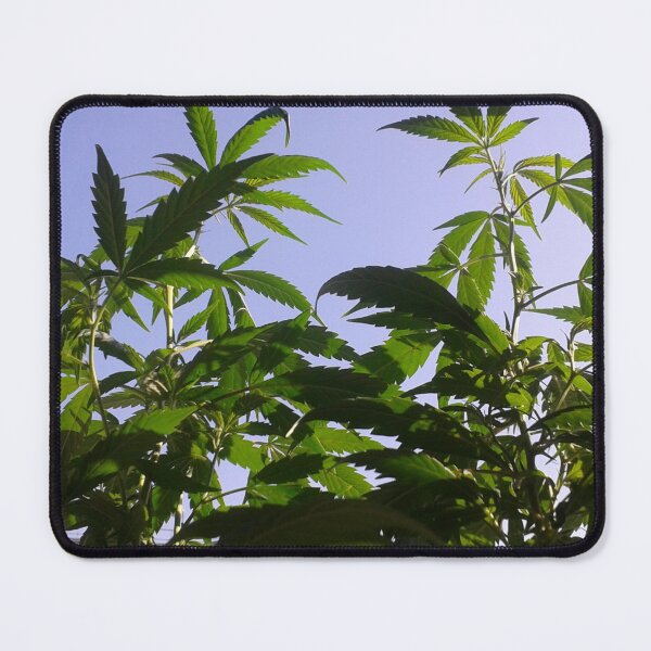 Item preview, Marijuana plant photo from below close up against the sky designed and sold by rmpk101.