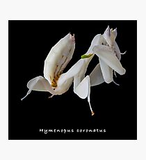 Orchid mantis (Hymenopus coronatus) Photographic Print