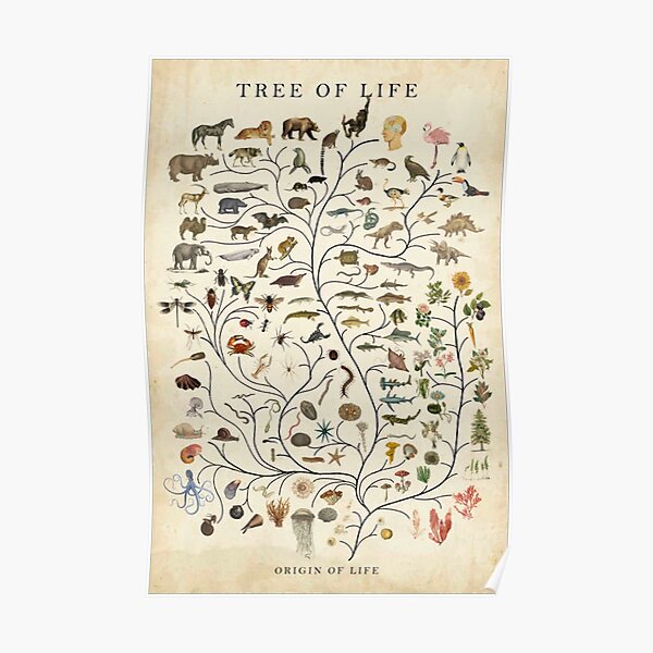 tree of life poster Poster