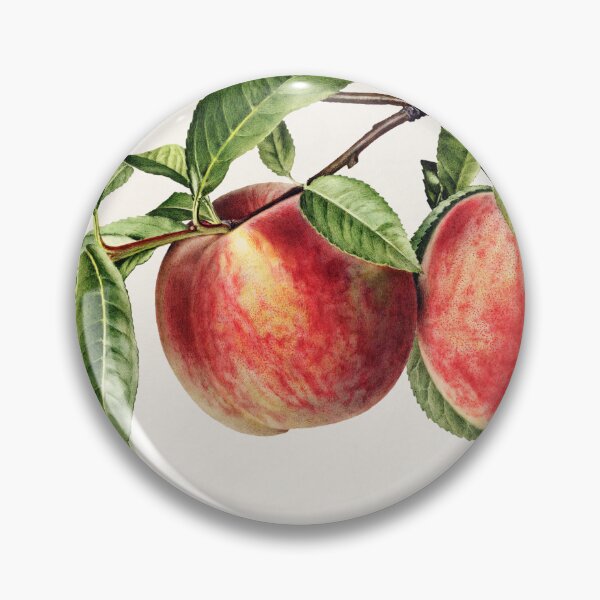 Item preview, Peaches (Prunus Persica) (1919) by Royal Charles Steadman. designed and sold by TSLAB.