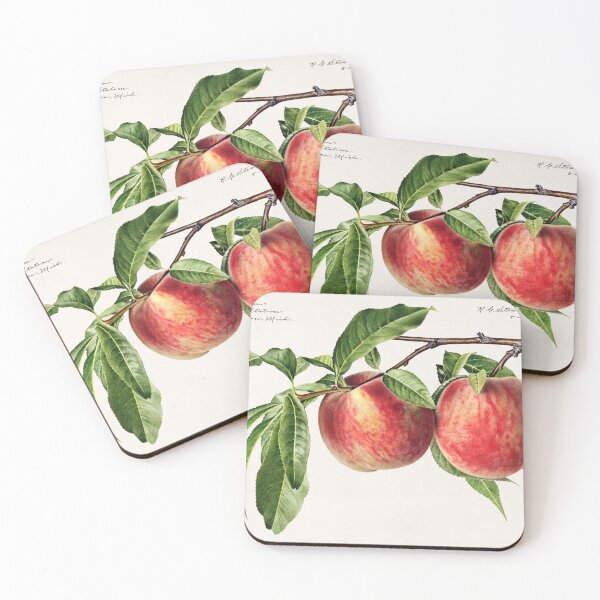 Item preview, Peaches (Prunus Persica) (1919) by Royal Charles Steadman. designed and sold by TSLAB.