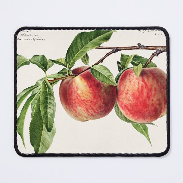 Item preview, Peaches (Prunus Persica) (1919) by Royal Charles Steadman. designed and sold by TSLAB.