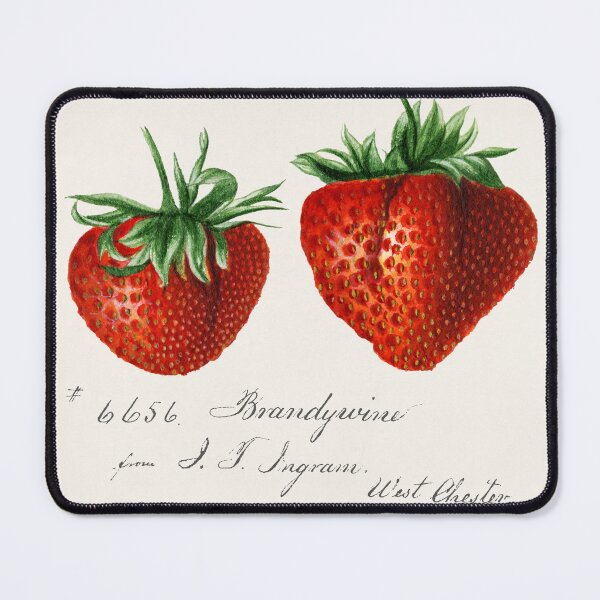 Item preview, Strawberries (Fragaria) by Deborah Griscom Passmore (1840–1911). designed and sold by TSLAB.