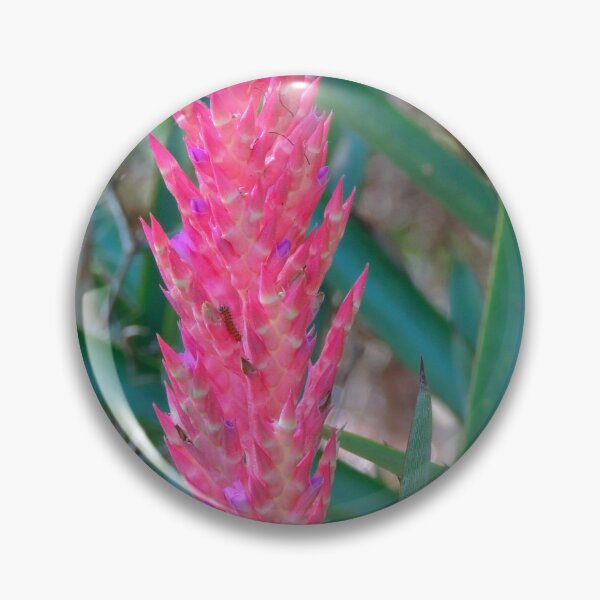 Item preview, Aechmea Distichantha in Early Spring designed and sold by bwheeler.