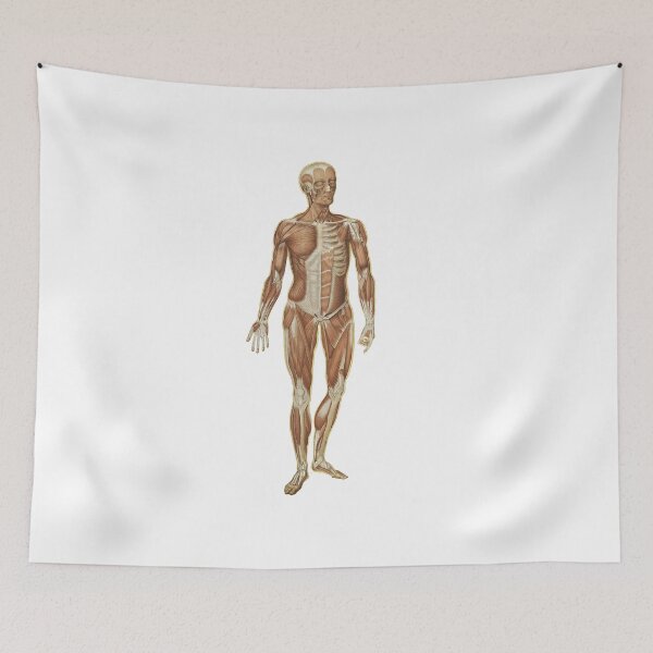 Item preview, Human anatomy poster | Human anatomy t-shirt  designed and sold by KARTICK DUTTA.