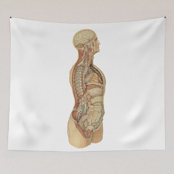 Item preview, Human anatomy side view poster | Human anatomy side view t-shirt  designed and sold by KARTICK DUTTA.