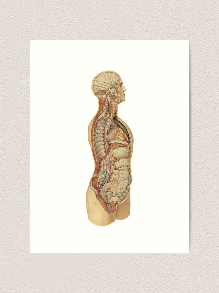 "Human anatomy side view poster | Human anatomy side view t-shirt " Art