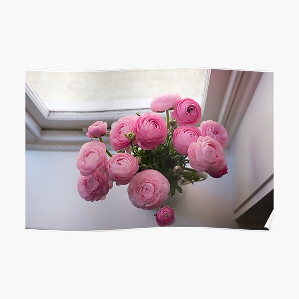 Pink ranunculus by the window Poster