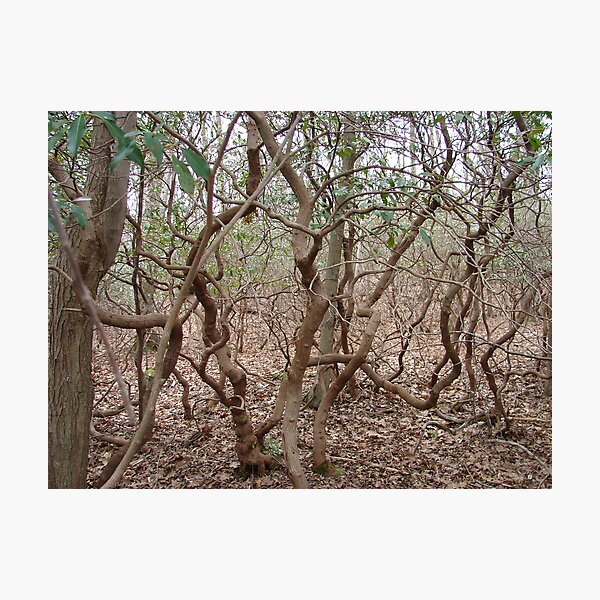 REDREAMING TANGLE Photographic Print
