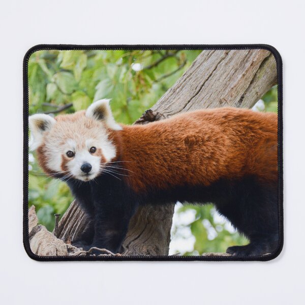 Item preview, RedPanda designed and sold by Ksswaden.