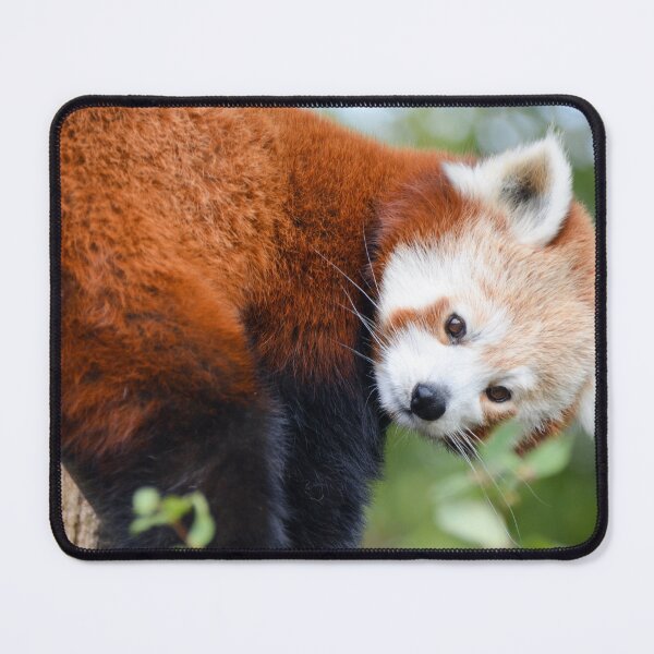 Item preview, RedPanda Face designed and sold by Ksswaden.