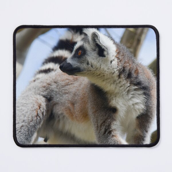 Item preview, Ring Tailed Lemur  designed and sold by Ksswaden.