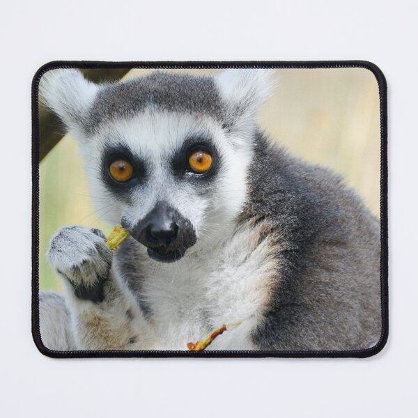 Item preview, Ring Tailed Lemur Eating designed and sold by Ksswaden.