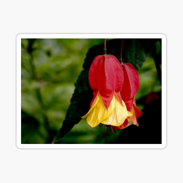 Red and Yellow Bells - Abutilon Flowers Sticker