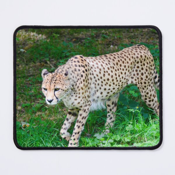 Item preview, Wandering Cheetah designed and sold by Ksswaden.