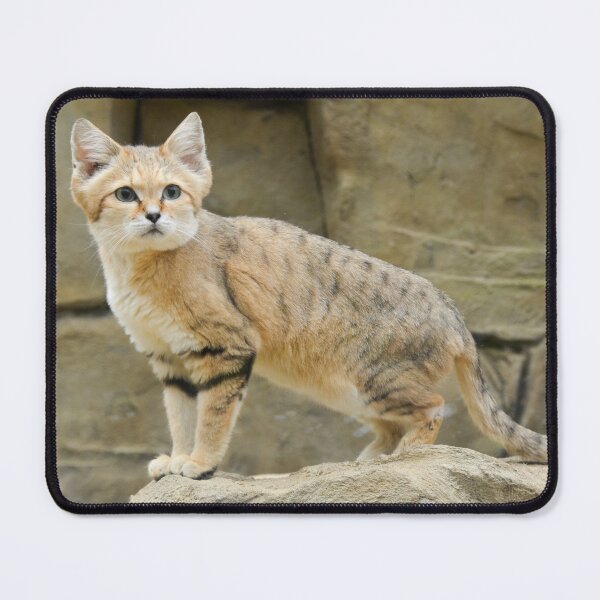 Item preview, Sand cat standing proud designed and sold by Ksswaden.