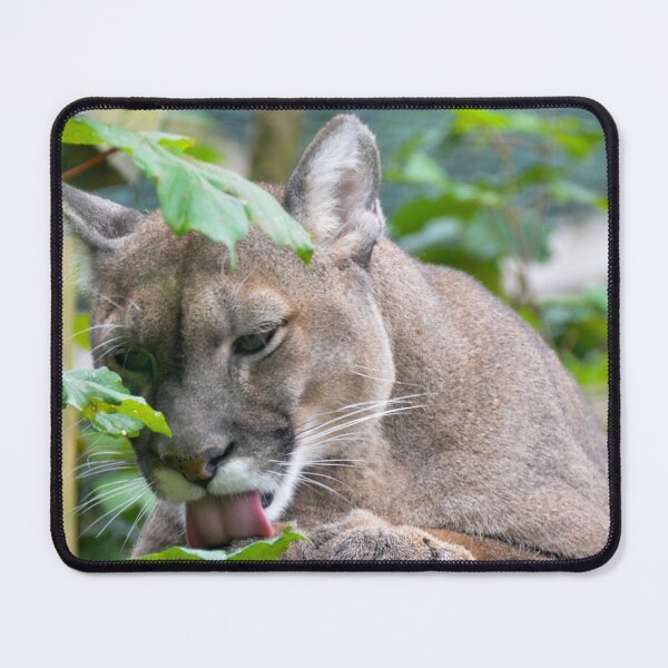 Item preview, Mountain Lion designed and sold by Ksswaden.