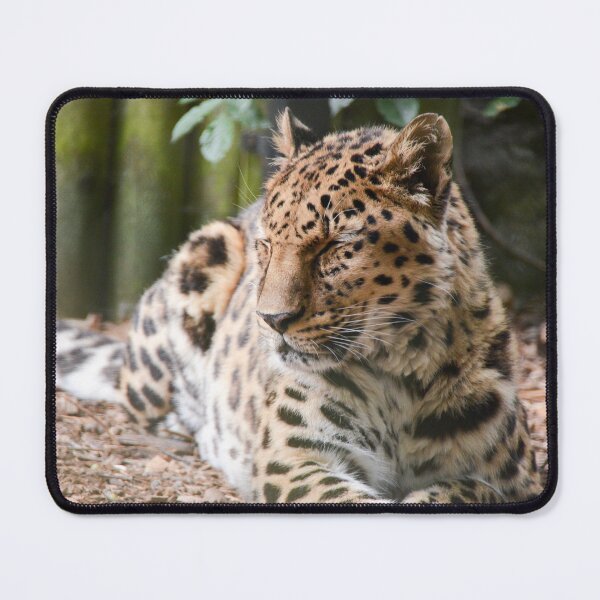 Item preview, Amur Leopard designed and sold by Ksswaden.