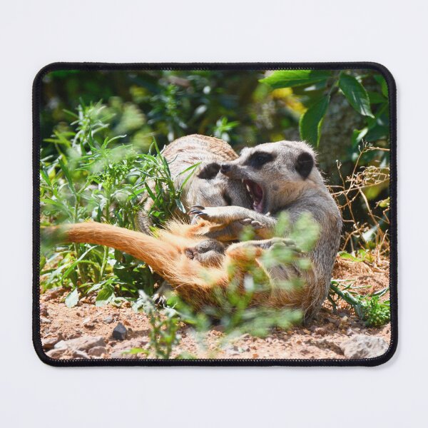 Item preview, Meerkats Play Fighting designed and sold by Ksswaden.