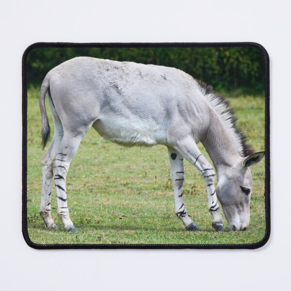 Item preview, African Wild Ass designed and sold by Ksswaden.