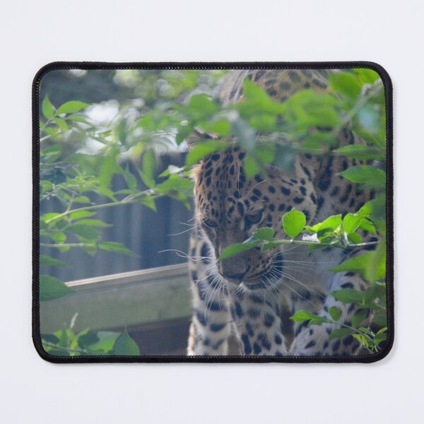 Item preview, Amur Leopard in the Trees designed and sold by Ksswaden.