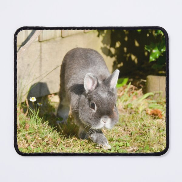 Item preview, Netherland Dwarf Rabbit designed and sold by Ksswaden.